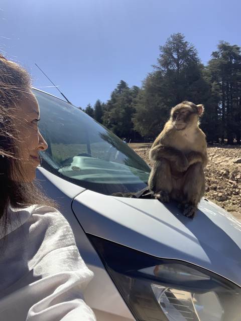A monkey sitting on a car with a person looking at it.
