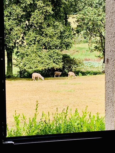 Sheep grazing in a field.