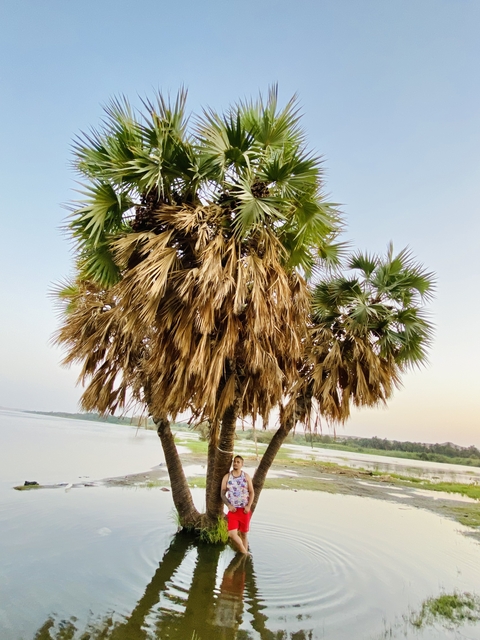      Palm trees by a lakeside.
  