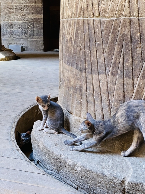       Kittens play near an ancient column.
  