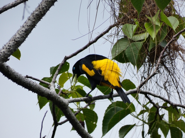 Vibrant bird with black and yellow plumage perched on a branch.