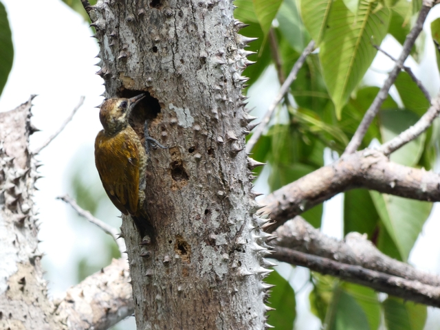 Woodpecker on a tree trunk with lush greenery in the background.