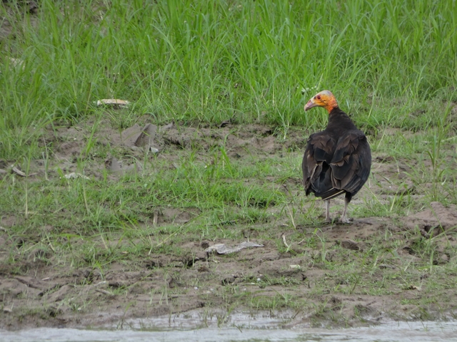 Turky bird standing on muddy ground with green vegetation.
