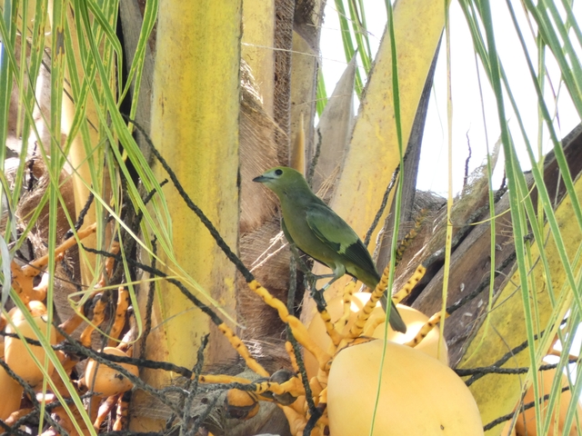 Small bird perched on a palm tree with orange fruit.