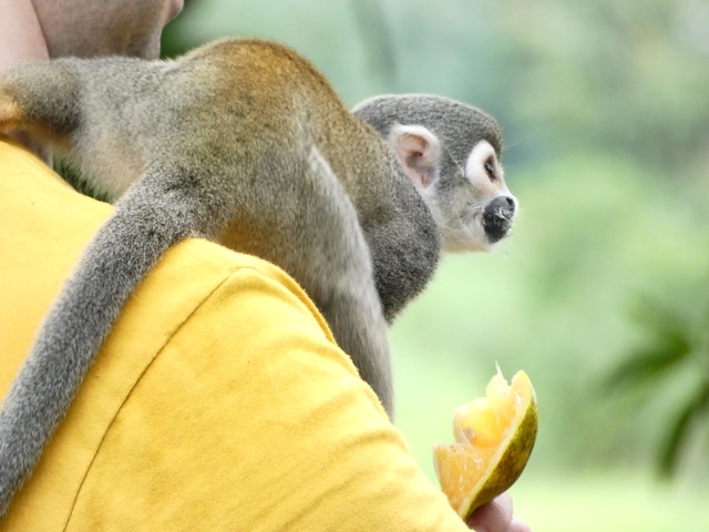 Monkey sitting on a person's shoulder enjoying an orange.