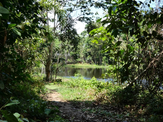 Peaceful pond surrounded by dense forest vegetation.