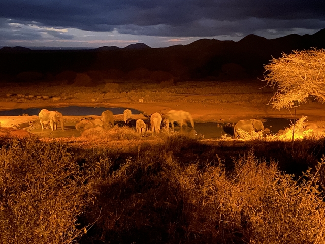       Herd of elephants at a watering hole during night.
  