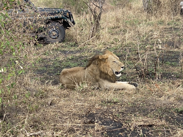       A male lion resting in the grass with a safari vehicle nearby.
  