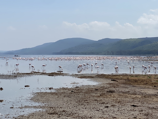       Flock of flamingos wading in a lake.
  