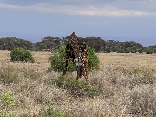       Giraffe bending to drink from a pond.
  