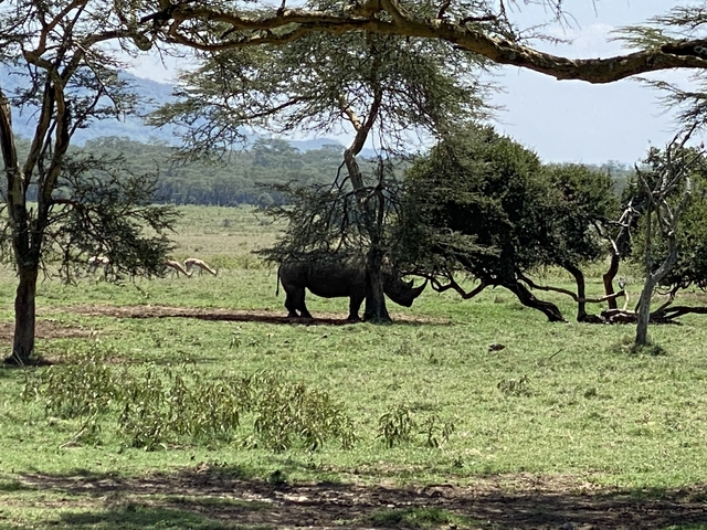      Rhino standing under a tree in a Savannah.
  