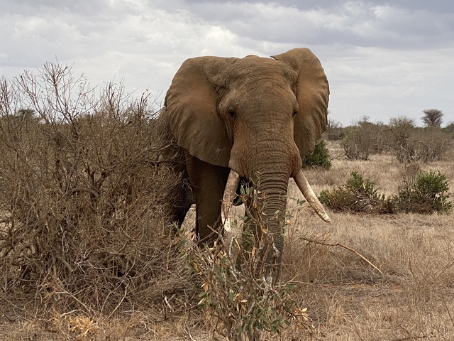      An elephant standing in the savannah with dry shrubs around.
  