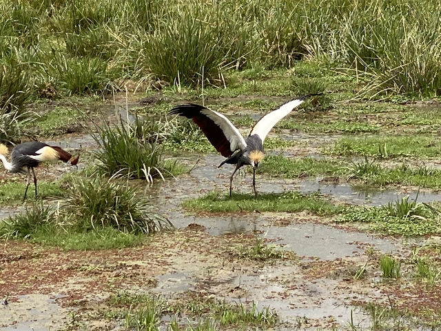       Elegant bird with a golden crown in wetlands.
  