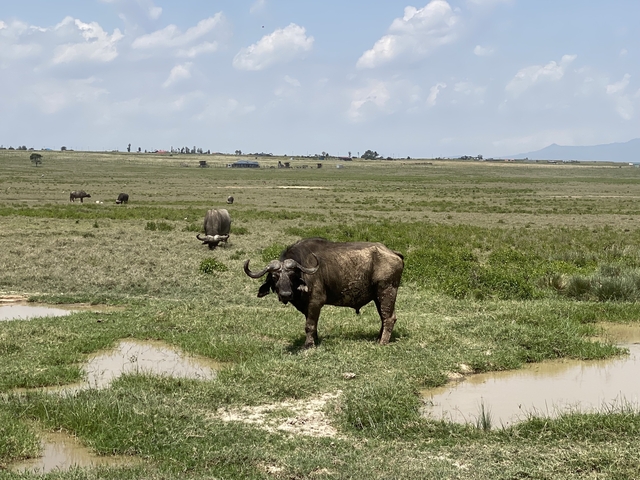 Buffalo grazing in a wide open field under a blue sky.