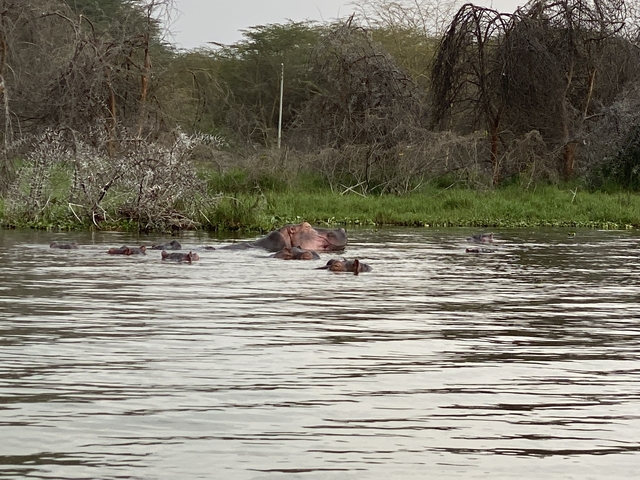       Hippopotamuses partially submerged in a river.
  
