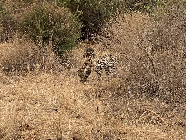       Leopard walking through dry grass.
  