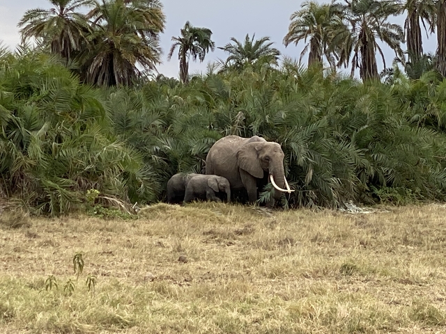 Elephant with a calf under the forest.