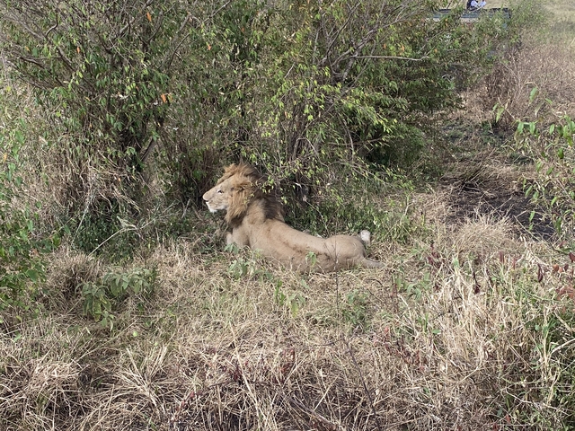       A male lion lying in the grass next to bushes.
  
