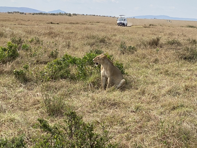 A lion sits in the grassland, with an off-road vehicle visible in the distance.