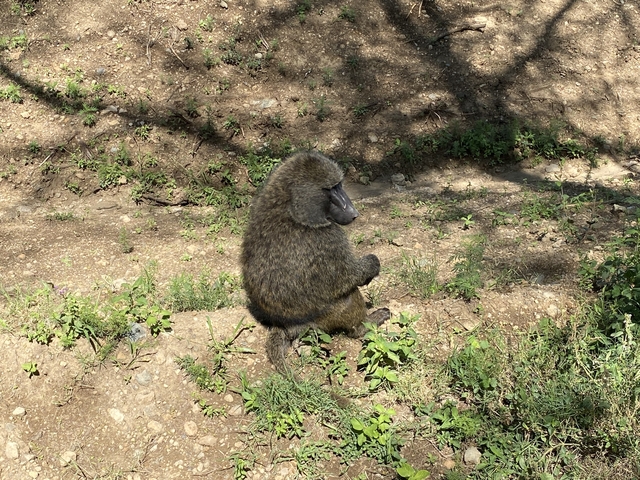       A baboon sitting on the ground in a sunny area.
  