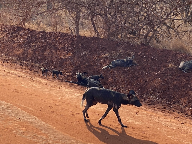       A pack of wild dogs walking and resting on a dirt road.
  