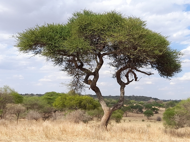       A single tree in a dry savannah landscape.
  