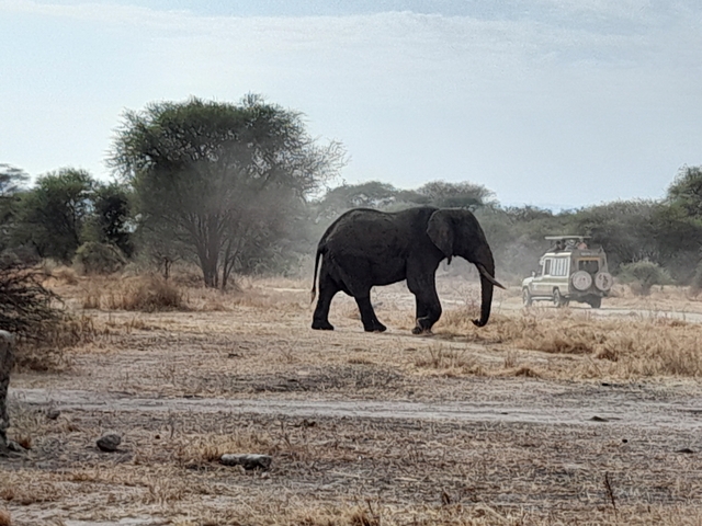       Elephant walking in a dry landscape with a safari vehicle.
  