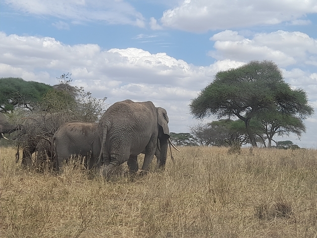       Two elephants grazing near a tree.
  