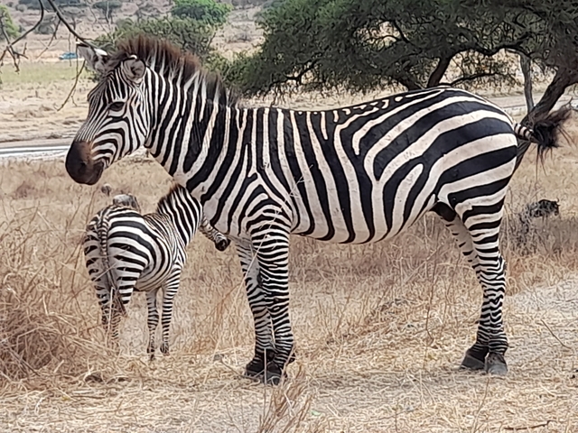       Close-up of zebras in a grassy area.
  