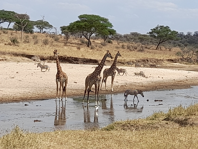       Giraffes and zebras by a water source in the wild.
  