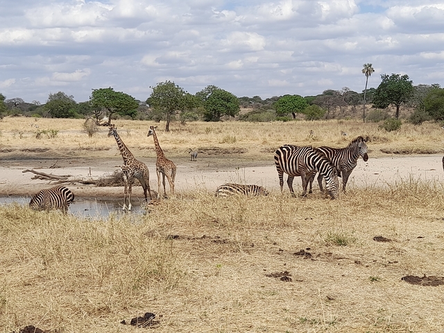       Giraffes and zebras in a savannah landscape.
  