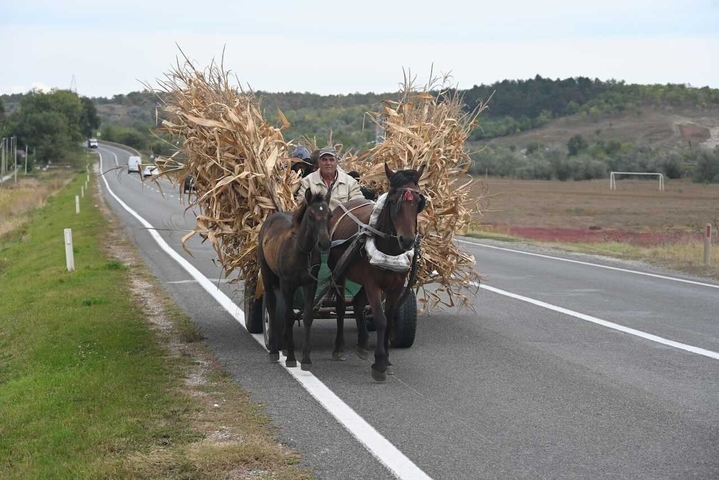       Man driving a horse-drawn cart on a rural road.
  