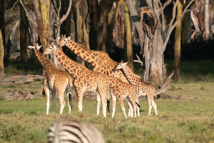 Giraffe family standing together in savanna.