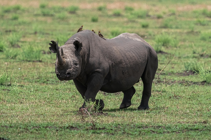 Rhino walking in grassy savanna.