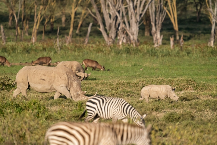 Rhino with a calf and zebra grazing.
