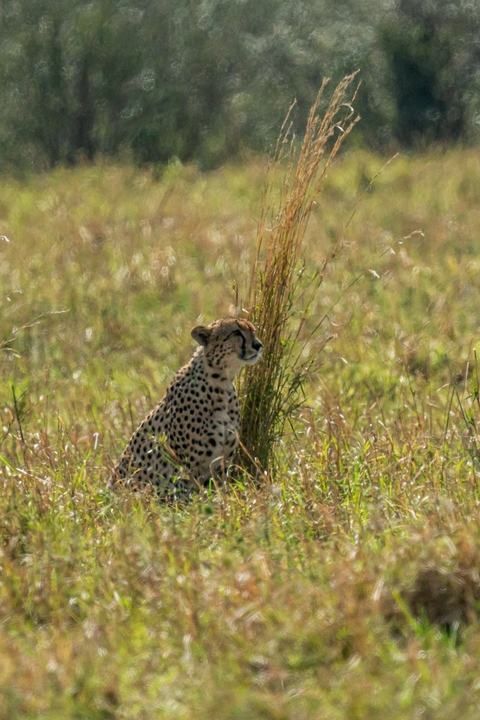 Cheetah sitting in open grassy area.