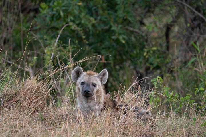 Hyena sitting in tall grass.