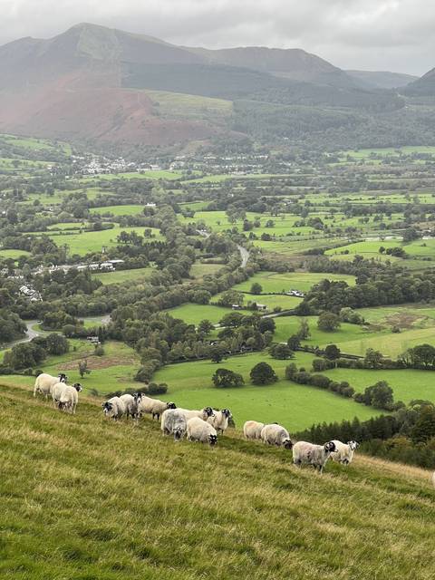 Hillside with sheep grazing and a view of the valley below.