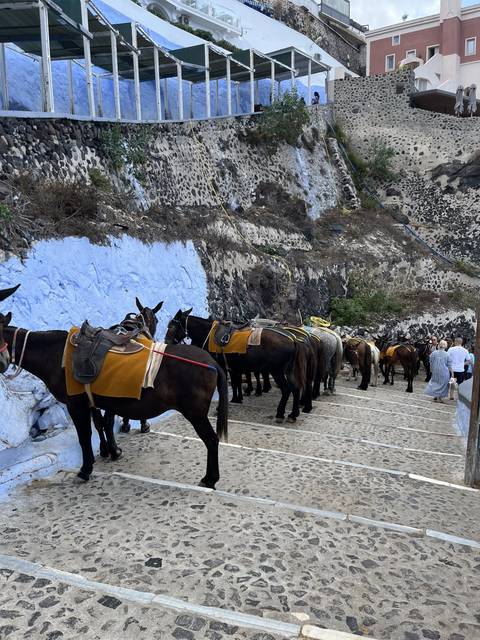       Line of donkeys with saddles on a path
  
