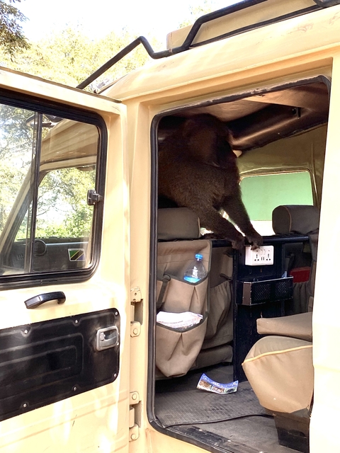       A monkey reaching inside a parked vehicle.
  