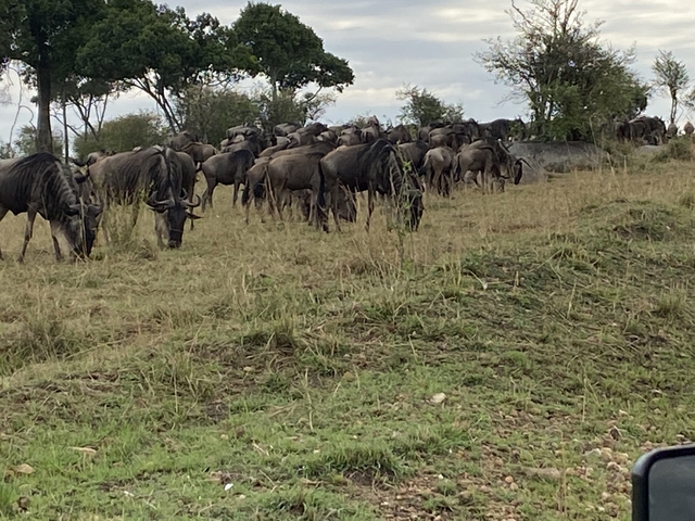       A herd of wildebeest grazing in a field.
  