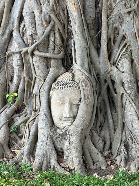       Ancient Buddha head entwined in tree roots.
  