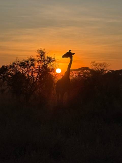 Silhouette of a giraffe against an orange sunset.