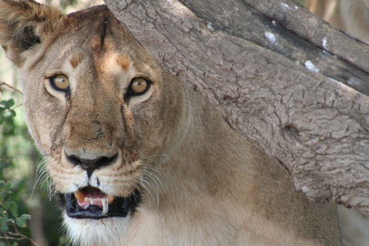       Close-up of a lioness under a tree
  