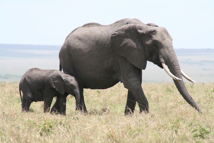      Elephant with a baby elephant on grasslands
  