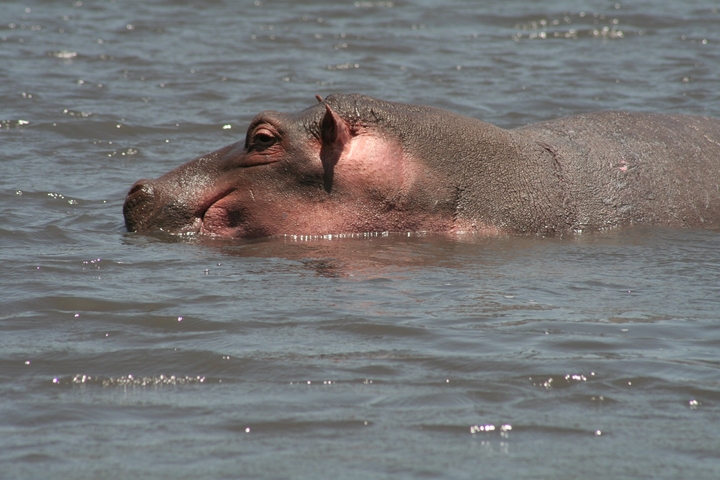       Hippopotamus partially submerged in water
  