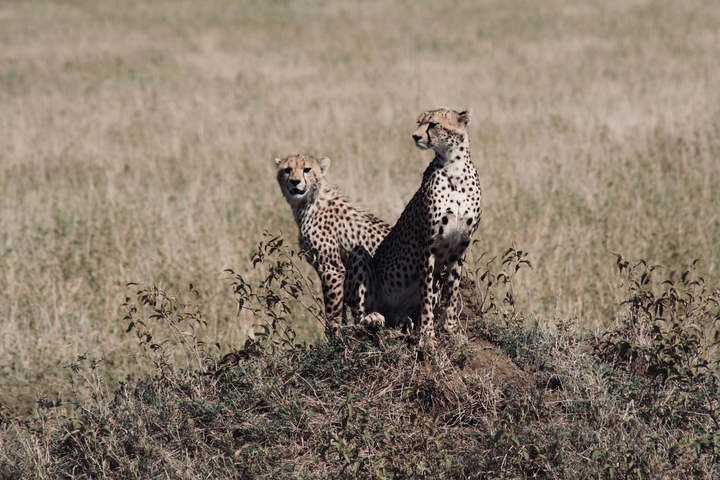      Two cheetahs sitting on a small mound in the savannah.
  