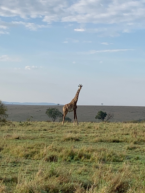       A lone giraffe standing in an open savannah.
  