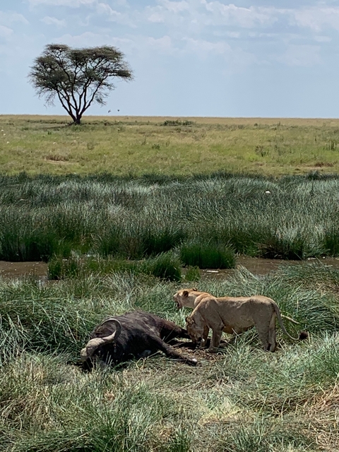       Lioness near a water body surrounded by grass
  