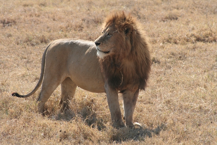       Lion standing in dry grass
  